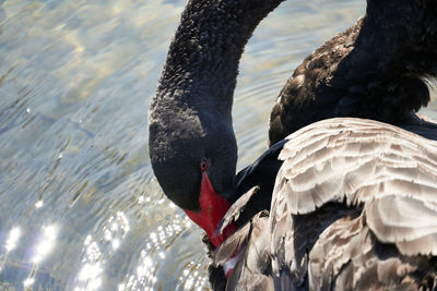 Close-up of swan on lake