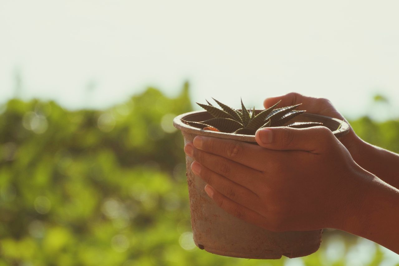 human hand, hand, one person, human body part, holding, plant, nature, green color, focus on foreground, lifestyles, real people, growth, leaf, plant part, day, leisure activity, outdoors, close-up, adult, finger, human limb