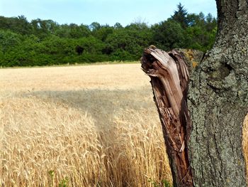 Close-up of tree trunk on field against sky