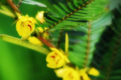 Close-up of yellow flowers