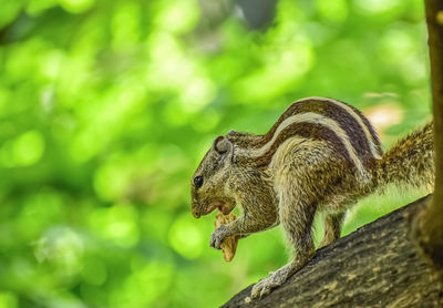 Squirrel portrait in the morning sun time.