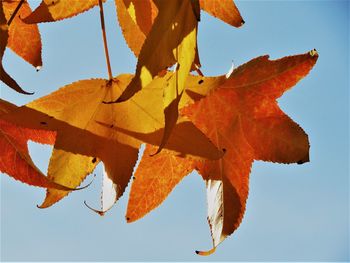 Close-up of orange maple leaves against sky
