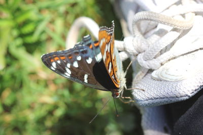 Close up of butterfly