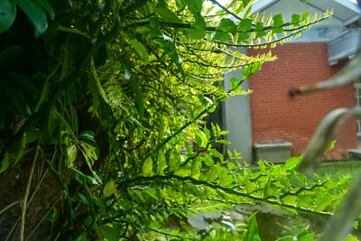 Close-up of plant against building