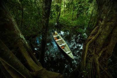 Panoramic shot of river amidst trees in forest