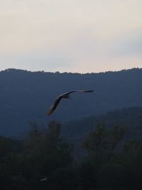 Bird flying in the sky