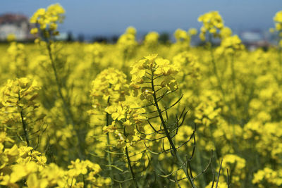 rapeseed