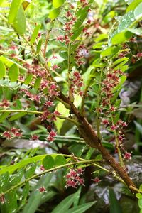 Close-up of lizard on plant