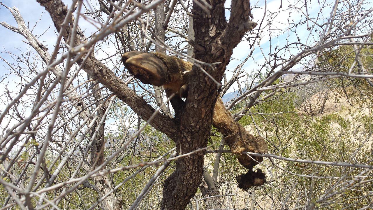 tree, branch, animal themes, animals in the wild, wildlife, tree trunk, one animal, nature, low angle view, bare tree, bird, growth, day, outdoors, no people, forest, clear sky, beauty in nature, tranquility, sky