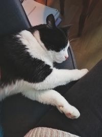 High angle view of cat resting on sofa at home
