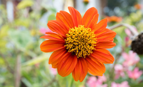 Close-up of orange flower blooming outdoors