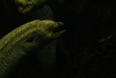 Close-up of lizard in aquarium at night