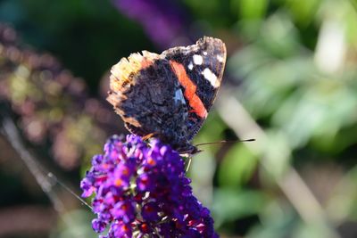 Close-up of butterfly on purple flower