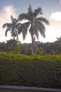 Palm trees on field against sky