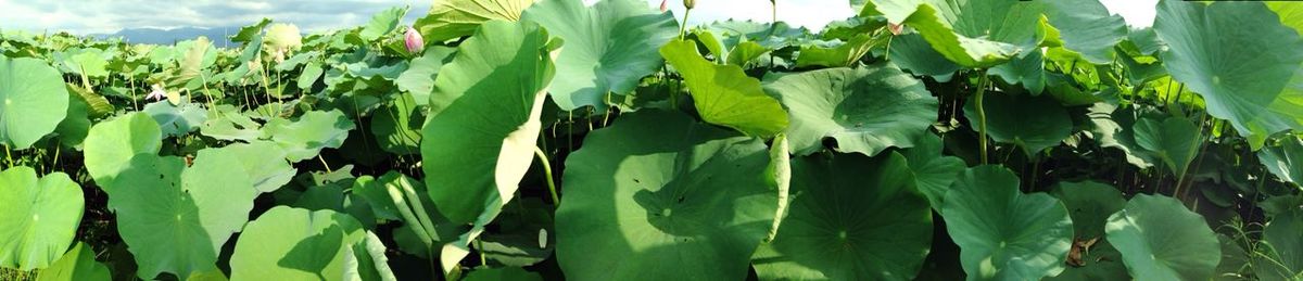 Close-up of crop growing in vineyard