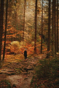 Rear view of person walking in forest during autumn