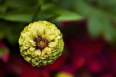 Close-up of yellow flowering plant