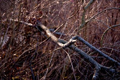 bare tree