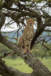 Male cheetah sits in tree facing right