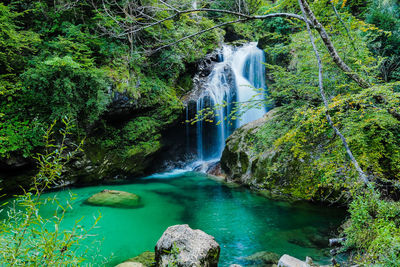 Scenic view of waterfall in forest