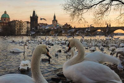 Swans on lake against sky during sunset