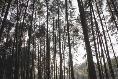 Low angle view of trees in forest