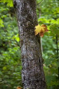 Close-up of tree trunk in forest