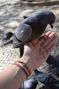 Close-up of hand holding bird