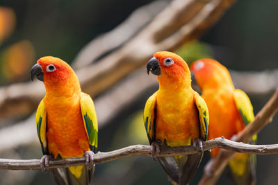 Close-up of parrot perching on branch