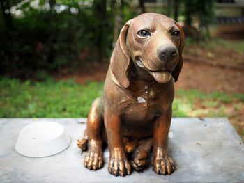 Close-up of a dog looking away