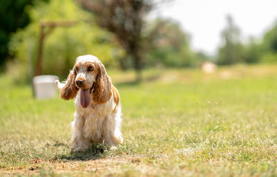 Dogs running on field