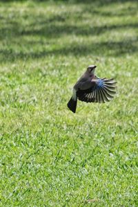 Bird flying over a field