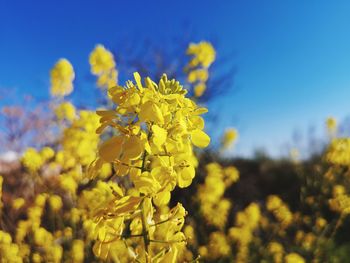 Close-up of yellow flowering plant in field