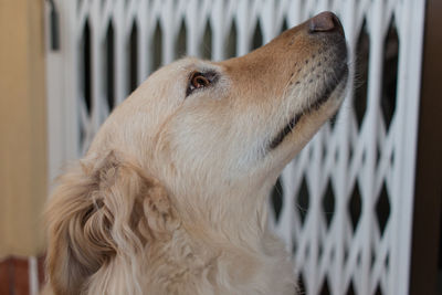 Close-up of a dog looking away at home