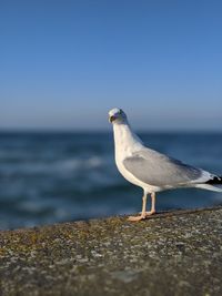 Seagull perching on a wall