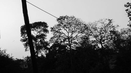 Low angle view of trees