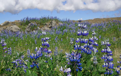 Close-up of purple flowering plants on field