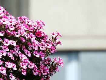 Close-up of pink flowers growing on plant