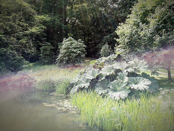 Plants growing in pond