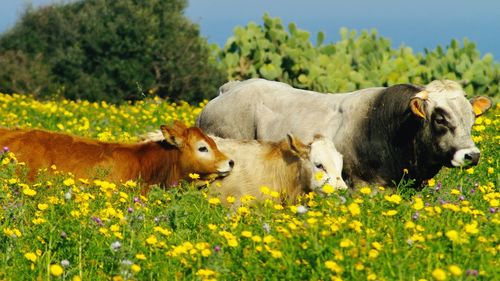 Horses in a field