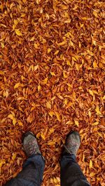 Low section of person standing on autumn leaves