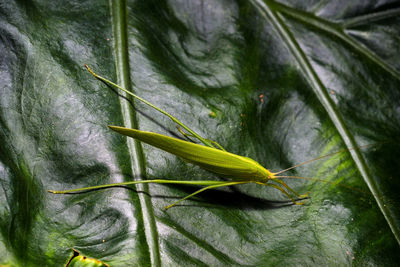 High angle view of leaves