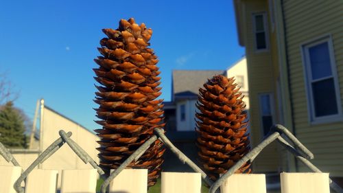 Plants in yard on sunny day