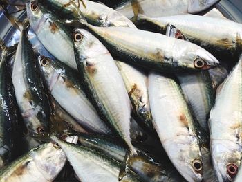 Close-up of fish for sale in market