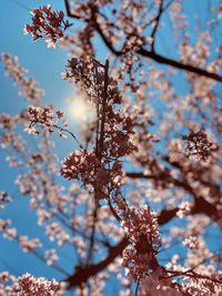 Low angle view of cherry blossoms against sky