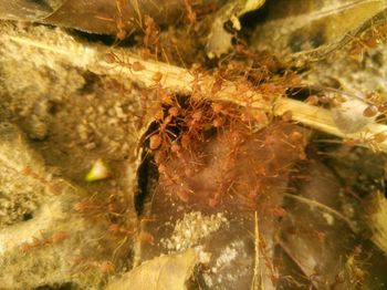 Close-up of spider on rock