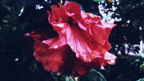 Close-up of red rose