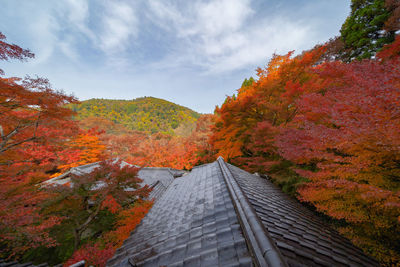 Scenic view of trees against sky during autumn