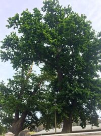 Low angle view of trees