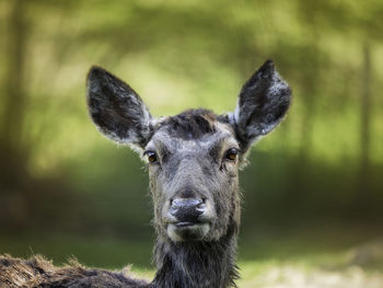 Close-up portrait of deer